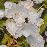 Rhododendron Mist Maiden — photo 1