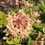 Rhododendron My Mary — photo 1