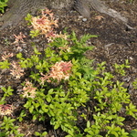 Rhododendron My Mary — photo 2