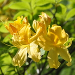 Rhododendron Nancey Waterer — photo 1