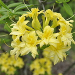 Rhododendron Narcissiflora — photo 1