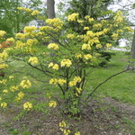 Rhododendron Narcissiflora — photo 2