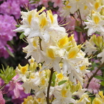 Rhododendron Northern Lights — photo 1