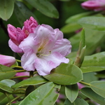 Rhododendron Parkers Pink — photo 1
