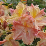Rhododendron Peachy Keen Lam — photo 1