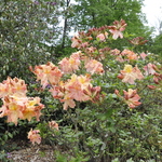 Rhododendron Peachy Keen Lam — photo 2