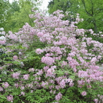 Rhododendron Periclymenoides Sphincter — photo 2