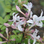 Rhododendron Atlanticum — photo 1