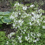Rhododendron Atlanticum — photo 2