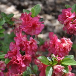 Rhododendron Pink Dawn — photo 1