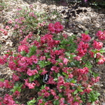 Rhododendron Pink Dawn — photo 3