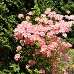 Rhododendron Pink Delight — photo 2