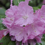 Rhododendron Pink Flourish — photo 1