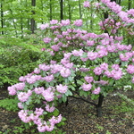 Rhododendron Pink Flourish — photo 2