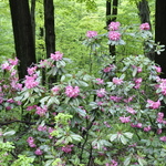 Rhododendron Pioneer Silvery Pink — photo 2