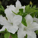 Rhododendron Pleasant White — photo 3