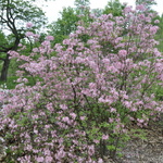 Rhododendron Prino Phyllum Roseshell — photo 2