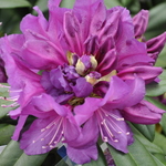 Rhododendron Purple Passion — photo 1