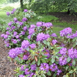 Rhododendron Purple Passion — photo 3