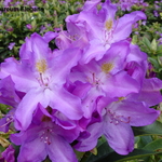 Rhododendron Purpureum Elegans — photo 1