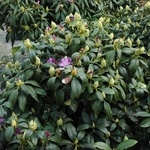 Rhododendron Purpureum Elegans — photo 2