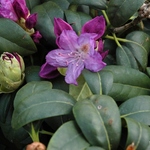 Rhododendron Purpureum Elegans — photo 3