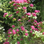 Rhododendron Redder Yet — photo 2
