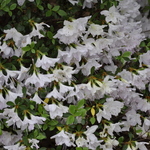 Rhododendron Rivermist — photo 1