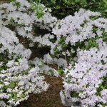 Rhododendron Rivermist — photo 2