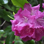 Rhododendron Roseum Superbum — photo 1