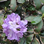 Rhododendron Roslyn — photo 1