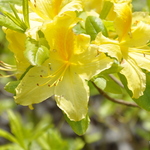 Rhododendron Shams Yellow — photo 1
