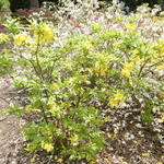 Rhododendron Shams Yellow — photo 2