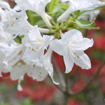 Rhododendron Snow Drift — photo 1
