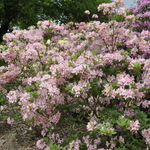 Rhododendron Soir De Paris — photo 2