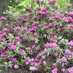 Rhododendron Spring Parade — photo 2