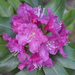 Rhododendron Spring Parade — photo 3