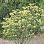 Rhododendron Sunny Side Up — photo 2