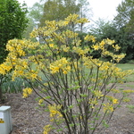 Rhododendron Sunny Side Up — photo 3