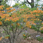 Rhododendron Sunrise — photo 1