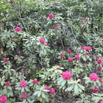 Rhododendron The General — photo 2
