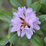 Rhododendron Ticknor Hybrid — photo 1