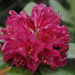 Rhododendron Tony — photo 1