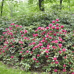 Rhododendron Tony — photo 2