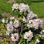 Rhododendron Tuitti Fruiti — photo 2