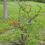 Rhododendron Tunis — photo 2