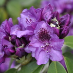 Rhododendron Vivacious — photo 3