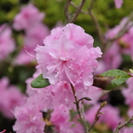 Rhododendron Westons Pink Diamond — photo 2