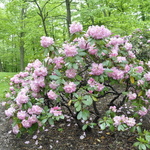 Rhododendron Wheatly — photo 3