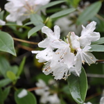 Rhododendron White Carolina — photo 1